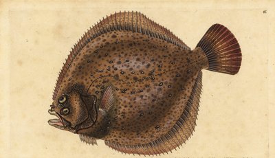 Turbot ، Scophthalmus maximus (Pleuronectes maximus). لوح نحاسي ملون يدويًا رسمه ونقشه إدوارد دونوفان من كتابه "التاريخ الطبيعي للأسماك البريطانية" ، دونوفان وإف سي و ج. بواسطة إدوارد دونوفان