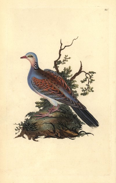 حمامة السلحفاة ، Streptopelia turtur. لوح نحاسي ملون يدويًا رسمه ونقشه إدوارد دونوفان من كتابه "التاريخ الطبيعي للطيور البريطانية" (1794-1819). كان إدوارد دونوفان (1768-1837) عالم حيوانات وكاتبًا وفنانًا ونقاشًا أنجلو إيرلنديًا هاوٍ. كتب بواسطة إدوارد دونوفان