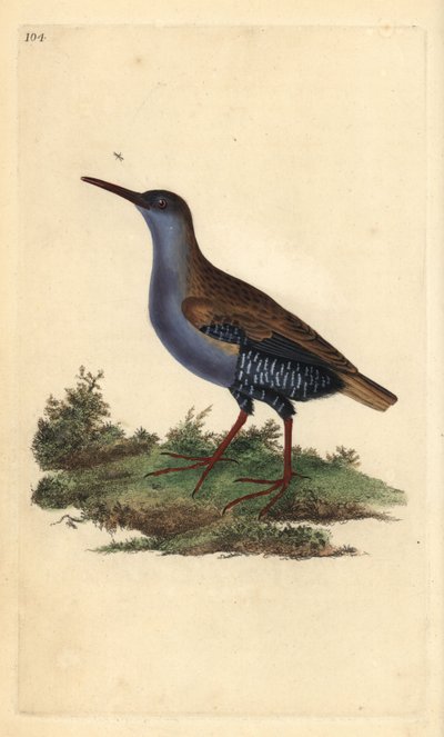 السكك الحديدية المائية ، Rallus aquaticus. لوح نحاسي ملون يدويًا رسمه ونقشه إدوارد دونوفان من كتابه "التاريخ الطبيعي للطيور البريطانية" ، لندن بواسطة إدوارد دونوفان