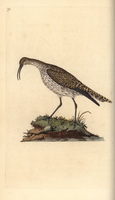 Whimbrel ، نومينيوس فيوبوس. لوح نحاسي ملون يدويًا رسمه ونقشه إدوارد دونوفان من كتابه "التاريخ الطبيعي للطيور البريطانية" ، لندن بواسطة إدوارد دونوفان
