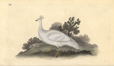 البازلاء البيضاء المتوج (أنثى) ، Pavo cristatus. لوح نحاسي ملون يدويًا رسمه ونقشه إدوارد دونوفان من كتابه "التاريخ الطبيعي للطيور البريطانية" ، لندن بواسطة إدوارد دونوفان