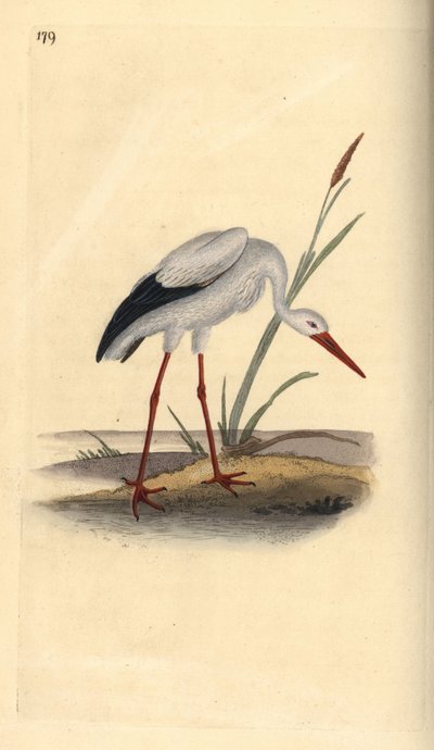 اللقلق الأبيض ، Ciconia ciconia. لوح نحاسي ملون يدويًا رسمه ونقشه إدوارد دونوفان من كتابه "التاريخ الطبيعي للطيور البريطانية" ، لندن بواسطة إدوارد دونوفان