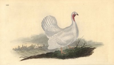الديك الرومي الأبيض ، Melagris gallopavo (البديل). لوح نحاسي ملون يدويًا رسمه ونقشه إدوارد دونوفان من كتابه "التاريخ الطبيعي للطيور البريطانية" ، لندن بواسطة إدوارد دونوفان