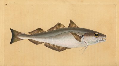 البياض ، Merlangius merlangus (Gadus merlangus). لوح نحاسي ملون يدويًا رسمه ونقشه إدوارد دونوفان من كتابه "التاريخ الطبيعي للأسماك البريطانية" ، دونوفان وإف سي و ج. بواسطة إدوارد دونوفان