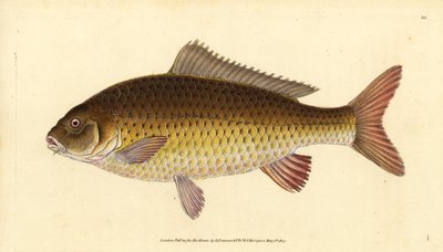 الكارب البري الشائع ، Cyprinus carpio. غير حصين. لوح نحاسي ملون يدويًا رسمه ونقشه إدوارد دونوفان من كتابه "التاريخ الطبيعي للأسماك البريطانية" ، دونوفان وإف سي و ج. بواسطة إدوارد دونوفان