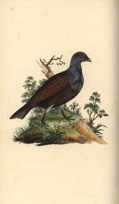 طعن الخشب ، Tetrao urogallus. لوح نحاسي ملون يدويًا رسمه ونقشه إدوارد دونوفان من كتابه "التاريخ الطبيعي للطيور البريطانية" ، لندن بواسطة إدوارد دونوفان