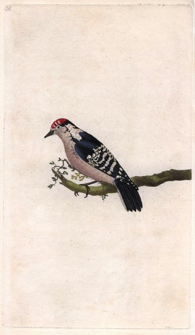نقار الخشب. Dendrocopos طفيفة (بيكوس صغير). نقش على النحاس بواسطة إدوارد دونوفان (1768-1837) ، نُشر في التاريخ الطبيعي للطيور البريطانية ، لندن بواسطة إدوارد دونوفان