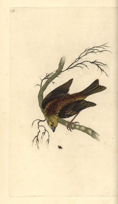 Yellowhammer ، إمبيريزا سيترينيلا. لوح نحاسي ملون يدويًا رسمه ونقشه إدوارد دونوفان من كتابه "التاريخ الطبيعي للطيور البريطانية" ، لندن بواسطة إدوارد دونوفان