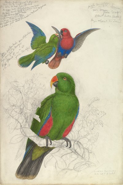 إكلكتوس روراتوس بوليكلوروس ، كاليفورنيا. 1830-32. بواسطة إدوارد لير
