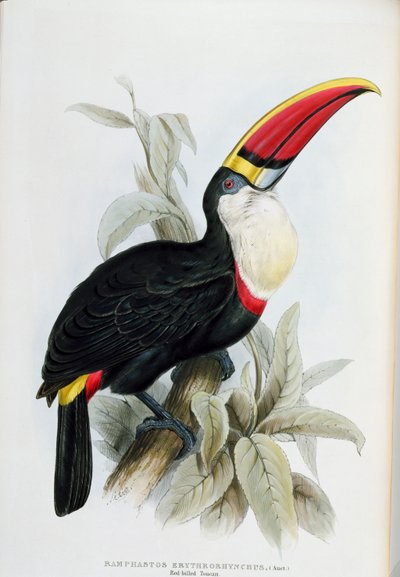 الطوقان ذو الفواتير الحمراء ، من "دراسة من Ramphastidae ، أو عائلة الطوقان" ، بقلم جون جولد (1804-81) نشر 1833-1835 بواسطة إدوارد لير