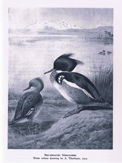 Red Breasted Merganser ، الطبيعة في بريطانيا نشرتها كولينز ، 1946 بواسطة إدوارد نيل
