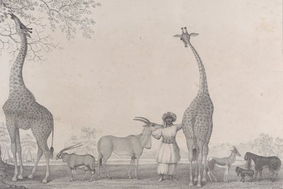 الزرافات المهيبة والرائعة ، أو Cameleopards ، مع بعض الحيوانات النادرة للغزال ... ، 1838. بواسطة إدوارد ويليامز كلاي