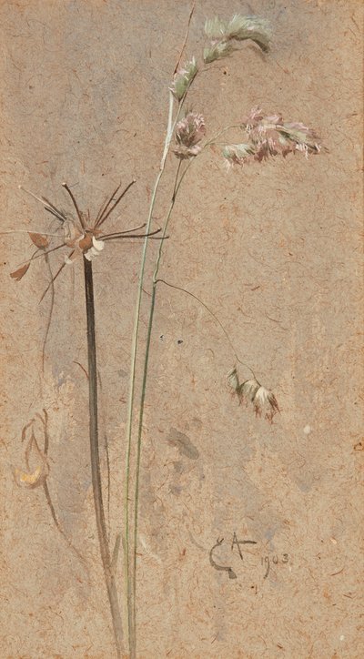 Cocksfoot Grass (ألوان مائية على ورق برتقالي) بواسطة إدوين جون ألكسندر