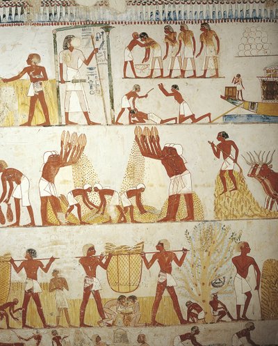 مصر ، طيبة ، الأقصر ، الشيخ عبد القرنة ، مقبرة المشرف الملكي للعقار منة ، الدهليز ، اللوحات الجدارية ، العمل في الحقول. بواسطة الأسرة الثامنة عشر المصرية