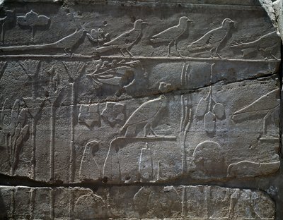 نباتات وحيوانات تم إرجاعها من بعثة تحتمس الثالث إلى سوريا عام 1465 قبل الميلاد، تفاصيل النقش، القاعة المعروفة بما يسمى بالحديقة النباتية، معبد آمون، مجمع معابد الكرنك، الحضارة المصرية، المملكة الحديثة، الأسرة الثامنة عشرة بواسطة الأسرة الثامنة عشر المصرية