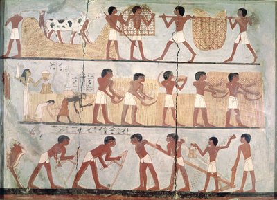 مشاهد للبذر والحصاد ، من مقبرة Unsou ، شرق طيبة ، المملكة الحديثة (c.1555-1080 قبل الميلاد) (صبغ على الطين) بواسطة الأسرة الثامنة عشر المصرية