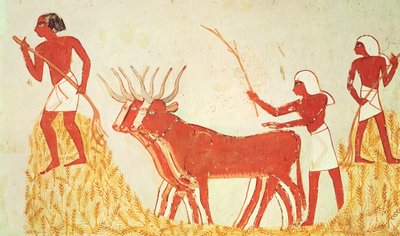 استخدام الأبقار ليدوس القمح من مقبرة منى ، المملكة الحديثة (رسم جداري) (انظر أيضًا 251665) بواسطة الأسرة الثامنة عشر المصرية