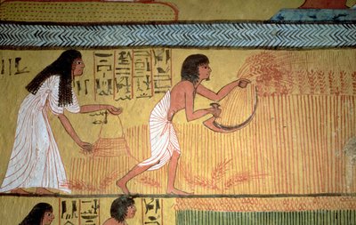 تفاصيل مشهد الحصاد على الجدار الشرقي ، من مقبرة سننجم ، قرية العمال ، المملكة الحديثة بواسطة الأسرة المصرية التاسعة عشرة
