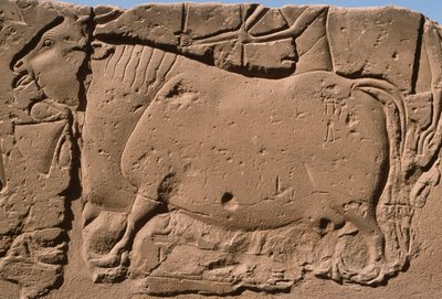 تفاصيل نقش يصور بقرة ، رمسيس الثاني (1298-32 قبل الميلاد) فناء (الحجر الجيري) بواسطة الأسرة المصرية التاسعة عشرة