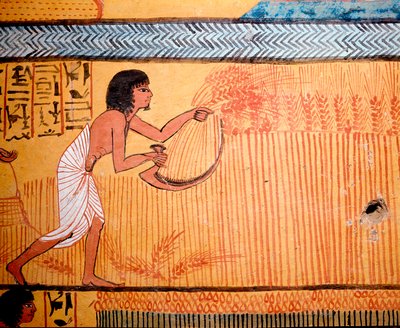 الفن المصري: قبر سنموت. الميت يجز القمح في حقل القديسين. يتم استخدام مزيف لقطع ملح القمح لاستعادة الحبوب. الأسرة التاسعة عشر بواسطة الأسرة المصرية التاسعة عشرة