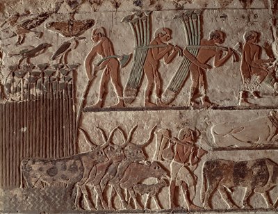 حصاد البردي ومجموعة من الأبقار ، المملكة القديمة (رسم جداري) بواسطة الأسرة الخامسة المصرية