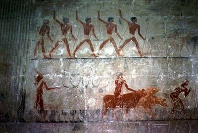 رجال يرعون الأغنام والماشية من مصلى المصطبة في تي ، المملكة القديمة (لوحة جدارية) بواسطة الأسرة الخامسة المصرية