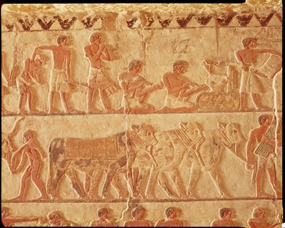 رسم مصور يصور فرض الضرائب ومجموعة من الماشية ، الدولة القديمة (رسم جداري) بواسطة الأسرة الخامسة المصرية