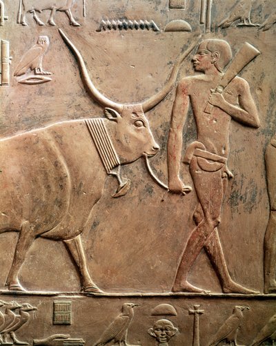 نقش يصور فلاحًا يقود بقرة للتضحية ، من مصطبة بتاح حتب وأختي حتب ، المملكة القديمة (الحجر الجيري) بواسطة الأسرة الخامسة المصرية