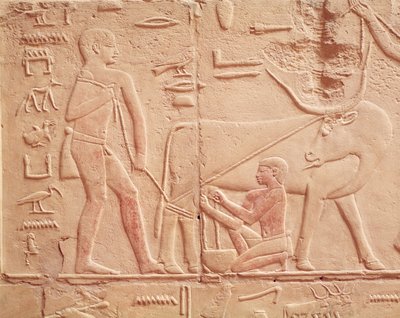 نقش يصور رجلاً يحلب بقرة ، من مصطبة كاجمني ، المملكة القديمة (الحجر الجيري المطلي) بواسطة الأسرة المصرية السادسة