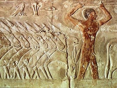 مجموعة من الحمير ، من مصطبة ميرروكا ، المملكة القديمة (رسم جداري) بواسطة الأسرة السادسة المصرية