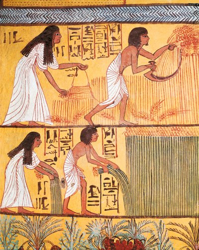 تفاصيل مشهد الحصاد على الحائط الشرقي ، من قبر سننجم ، قرية العمال بواسطة مصري مصري