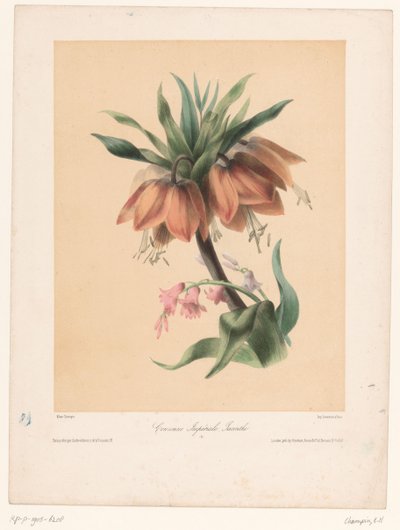 التاج الإمبراطوري والصفير Couronne Impériale ، Jacinthe (العنوان على الكائن) بواسطة هنري جاش
