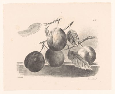 Pruimen aan takken مبادئ استخدام الزهور والفواكه للمبتدئين (عنوان السلسلة) بواسطة Daiwaille و Veldhuijzen