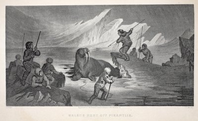 Walrus Hunt قبالة Pikantlik ، توضيح من "رحلة غرينيل الثانية في البحث عن السير جون فرانكلين ..." ، 1856 بواسطة إليشا كينت كين