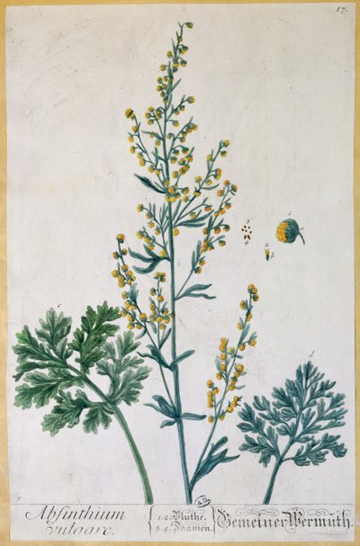الأفسنتين ، لوحة من "Herbarium Blackwellianum" للفنان ، 1757 (نقش الألوان) بواسطة إليزابيث بلاكويل