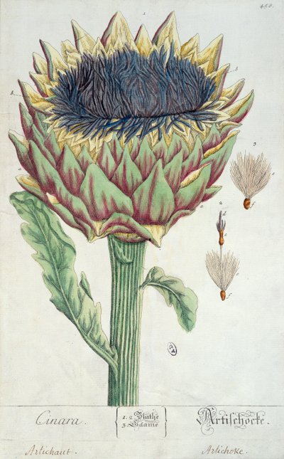 الخرشوف ، من "Herbarium Blackwellianum" ، 1757 (قلم وحبر ومرحاض على ورق) بواسطة إليزابيث بلاكويل