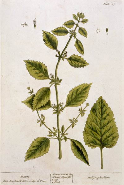بلسم ، لوحة 27 من "A Curious Herbal" ، تم نشره عام 1782 (نقش الألوان) بواسطة إليزابيث بلاكويل