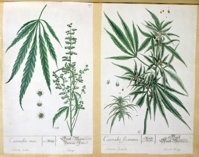 القنب ماس وفومينا القنب ، من "Herbarium Blackwellianum" ، 1757 (قلم وحبر ومرحاض على ورق) بواسطة إليزابيث بلاكويل