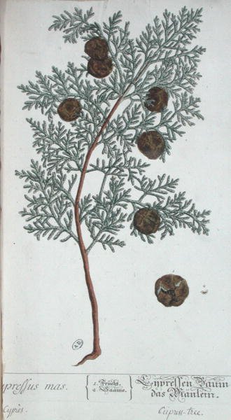 شجرة السرو ، من "عشبة غريبة" ، نُشرت في نورمبرغ عام 1757 (نقش ملون) بواسطة إليزابيث بلاكويل