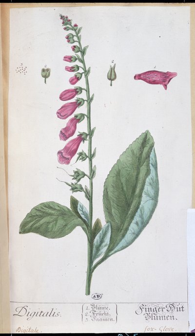 Digitalis purpurea ، من "Herbarium Blackwellianum" ، 1757 (قلم وحبر ومرحاض على ورق) بواسطة إليزابيث بلاكويل