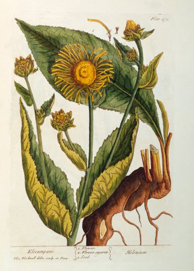 Elecampane ، اللوحة 473 من "A Curious Herbal" ، تم نشره عام 1782 (نقش الألوان) بواسطة إليزابيث بلاكويل
