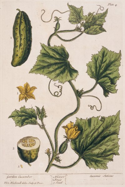 Garden Cucumber ، اللوحة 4 من "A Curious Herbal" ، تم نشره عام 1782 (نقش الألوان) بواسطة إليزابيث بلاكويل