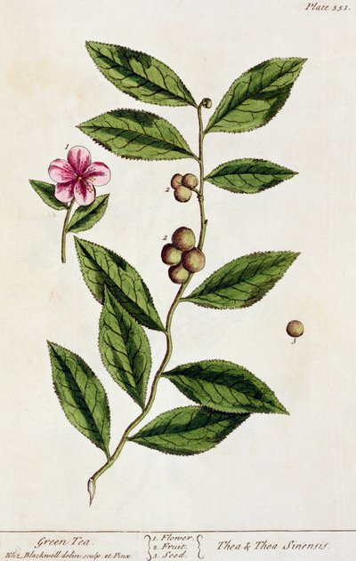 الشاي الأخضر ، لوحة 351 من "الأعشاب الغريبة" ، نشرت 1782 (نقش الألوان) بواسطة إليزابيث بلاكويل