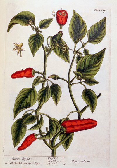غينيا الفلفل ، لوحة 129 من "A Curious Herbal" ، نشرت 1782 (نقش الألوان) بواسطة إليزابيث بلاكويل