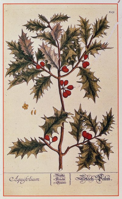 هولي من "A Curious Herbal" ، 1782 بواسطة إليزابيث بلاكويل