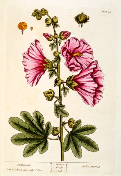 Hollyhocks ، اللوحة 54 من "A Curious Herbal" ، تم نشره عام 1782 (نقش الألوان) بواسطة إليزابيث بلاكويل