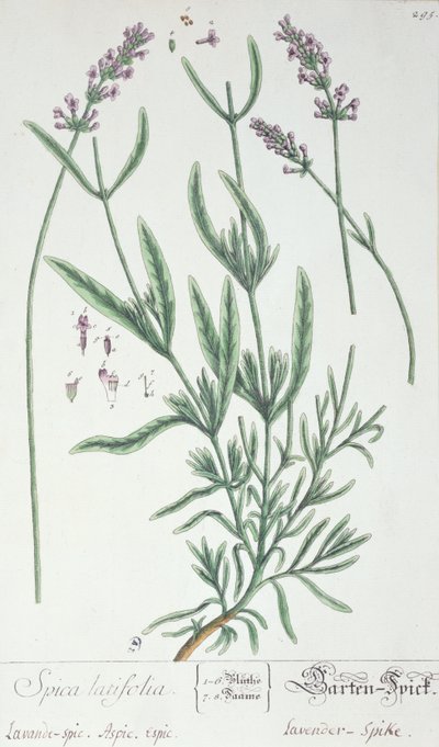 لافندر سبايك ، لوحة من "Herbarium Blackwellianum" للفنان ، 1757 (قلم وحبر ومرحاض على ورق) بواسطة إليزابيث بلاكويل