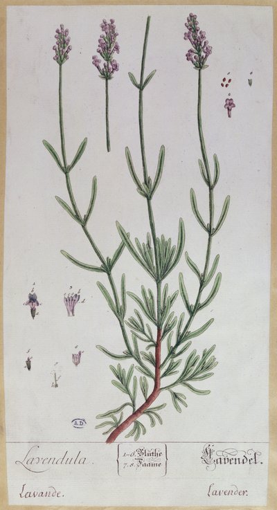 لافندر ، لوحة من "Herbarium Blackwellianum" للفنان ، 1757 (قلم وحبر ومرحاض على ورق) بواسطة إليزابيث بلاكويل