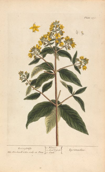 Lysimachia (Loosestrife) ، لوحة 278 من "A Curious Herbal" ، المجلد الثاني ، لندن ، 1737 بواسطة إليزابيث بلاكويل