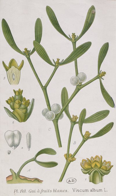 Mistletoe ، من "A Curious Herbal" ، نشر في Nuremburg في 1757 بواسطة إليزابيث بلاكويل